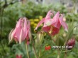 Orlíček / Aquilegia cultorum