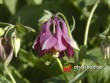 Orlíček / Aquilegia cultorum