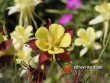 Orlíček / Aquilegia cultorum