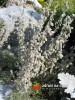 Pelyněk / Artemisia lanata