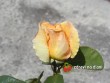 Růže / Rosa