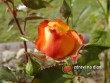 Růže / Rosa