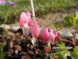 Srdcovka / Dicentra spectabilis