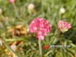 Trávnička / Armeria maritima