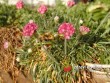 Trávnička / Armeria maritima