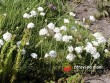 Trávnička / Armeria maritima