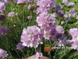 Trávnička / Armeria maritima