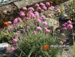 Trávnička / Armeria maritima