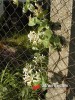 Zimolez - Růže z Jericha / Lonicera caprifolium L.