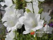 Zvonek / Campanula persicifolia