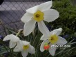Narciska / Narcissus