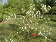 Kalina / Viburnum opulus Roseum