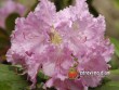 Pěnišník - Rododendron - Rhododendron