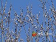 Vrba jíva / Salix caprea