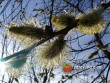 Vrba jíva / Salix caprea