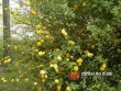 Zákula japonská / Kerria japonica