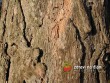 Borovice lesní / Pinus sylvestris