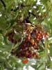 Jeřáb / Sorbus aucuparia