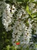 Trnovník akát / Robinia pseudoacacia
