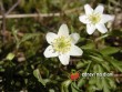 V lese na Borku /  In the forest Borek