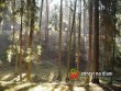 V lese na Borku /  In the forest Borek