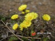 V lese na Borku /  In the forest Borek