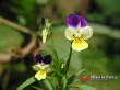 Violka trojbarevná / Viola tricolor