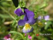 Violka trojbarevná / Viola tricolor