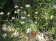 Heřmánek pravý / Matricaria chamomilla