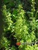 Dobromysl obecná / Matricaria chamomilla