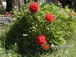 Pivoňka lékařská / Paeonia officinalis