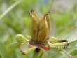 Pivoňka lékařská / Paeonia officinalis