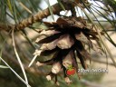 Borovice lesní / Pinus sylvestris