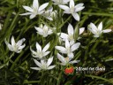 Snědek / Ornithogalum