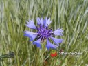 Chrpa modrá / Centaurea cyanus L.