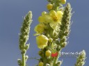 Divizna velkokvětá / Verbascum thapsiforme Schrad.