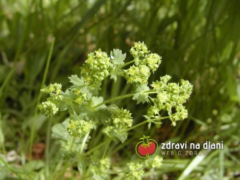Kontryhel obecný / Alchemilla vulgaris