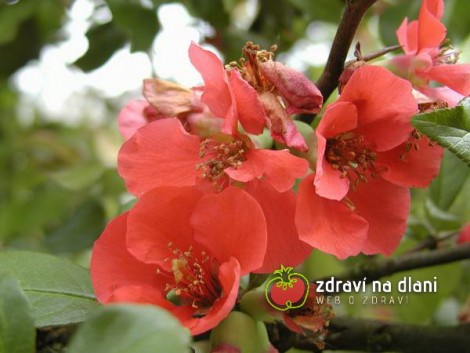 Kdoulovec / Chaenomeles japonica