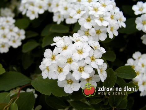 Tavolník / Spiraea x vanhouttei