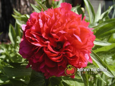 Pivoňka lékařská / Paeonia officinalis