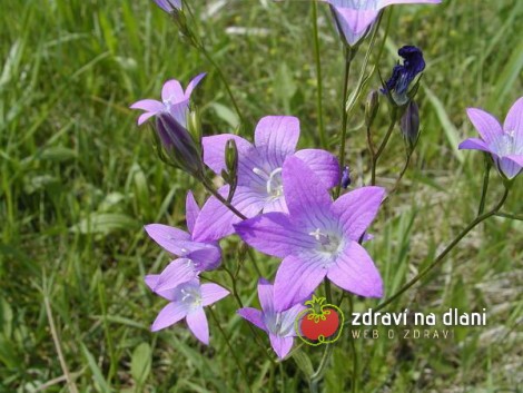 Zvonek rozkladitý / Campanula Patula