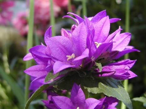 Zvonek klubkatý / Campanula glomerata