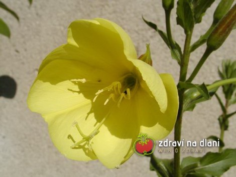 Pupalka dvouletá / Oenothera biennis