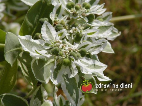 Pryšec / Euphorbia marginata