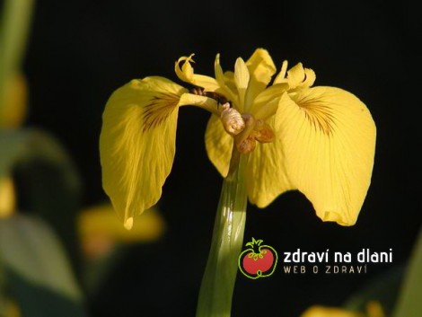 Kosatec žlutý / Iris pseudacorus