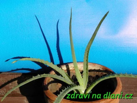Aloe Vera