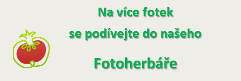 Na více fotek se podívejte do našeho Fotoherbáře